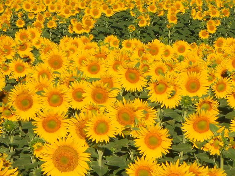 6b807068-6a81-4c57-97c0-ff046eec54ab